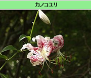 無題.png